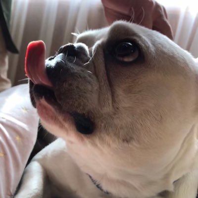 Bon ブラッシング好き犬 季節で抜けるとかじゃなくて1年中抜けまくるんです 皮膚病とかも全くないのに どんどん生えてくる 困ったもんだ フレンチブルドッグ フレブル ブヒブヒ倶楽部 ぶちゃかわ 犬好きさんと繋がりたい