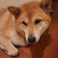 ヒロヤマンダー (@1791x) 's Twitter Profile