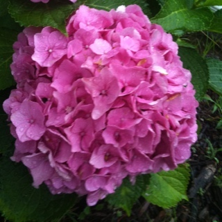 nmyhappyplace's profile picture. 