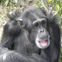 ぼのぼのお猿😢ファシズムに怯える (@osarubonobo) 's Twitter Profile