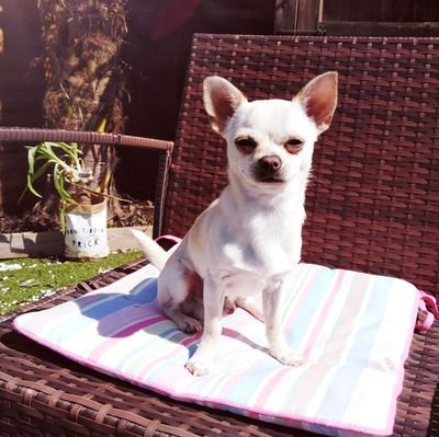 #chihuahua
Follow the cutest #chihuahua on Instagram. Your heart will instantly melt🐕
Cute #chihuahua Plush👇👇