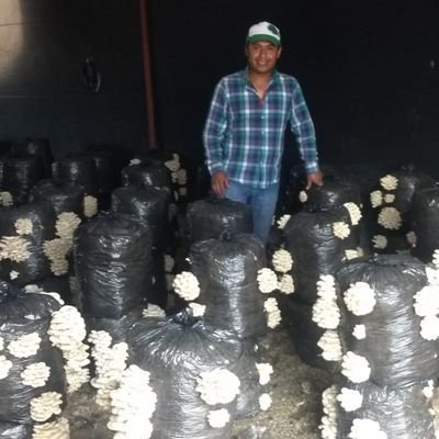 ingeniero agrónomo zootecnista ,
dedicado a la producción de hongo seta y Huitlacoche