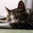 ねこんびと(のアイコン