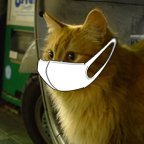 猫うどんさんのプロフィール画像