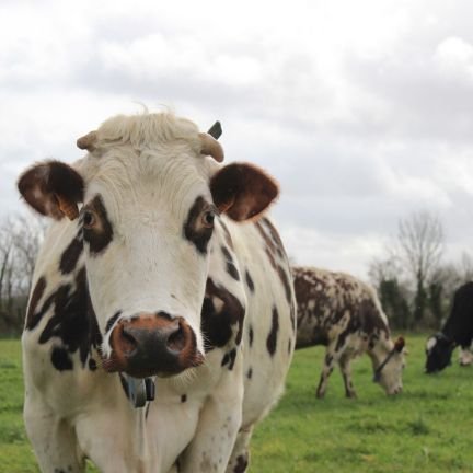 Ju_450's profile picture. Conseillère fourrages et cultures à la Chambre d'Agriculture de la Manche & passionnée par l'élevage laitier 🐮 👩🏻‍🌾 🍀🌾