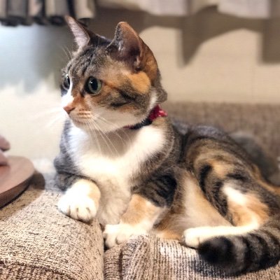 yukko0305's profile picture. 短大の准教授の他、3つの大学で、司書、司書教諭課程の非常勤講師を兼務しています。元小・中・高校教諭。Maurice Sendak が大好きで、Sendakの絵本に囲まれていると、とにかく幸せ。