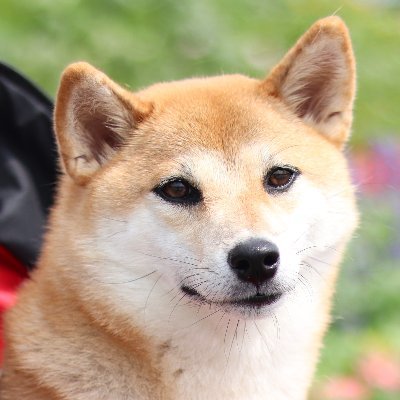 柴犬ココたん アイスをキャッチし損ねるココたん 柴犬 犬 アイスモナカ大好き犬