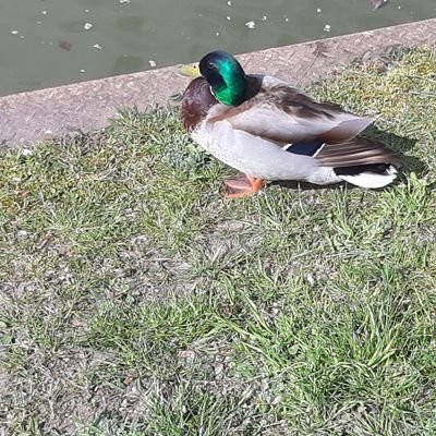 merAlpe31647900's profile picture. 672KHK L