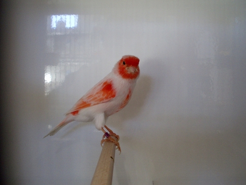 mascanarios's profile picture. 