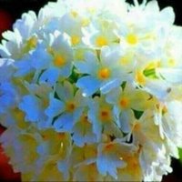 وردة الياسمين (@om02ahmad) Twitter profile photo