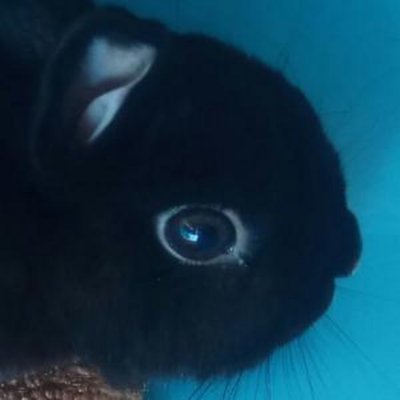 hovnowc's profile picture. i use Void btw