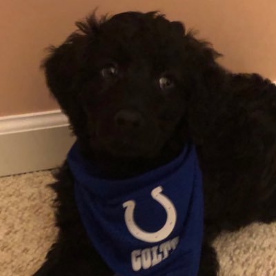 ColtsPacers_Fan Profile Picture