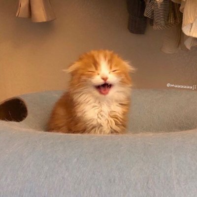 CutePoltergeistさんのプロフィール画像