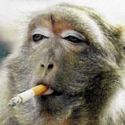 Vida Nova FM - Macacos são flagrados bebendo cerveja e fumando em