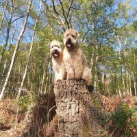 Chad Eagle (@ceagle24) 's Twitter Profile