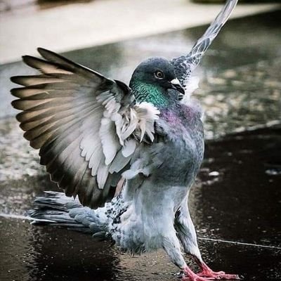 Tired of cruelty against pigeons! Basta de maltrato, prejuicios y falsedades contra las palomas. La lucha palomera ha comenzado. NOT A PEST!