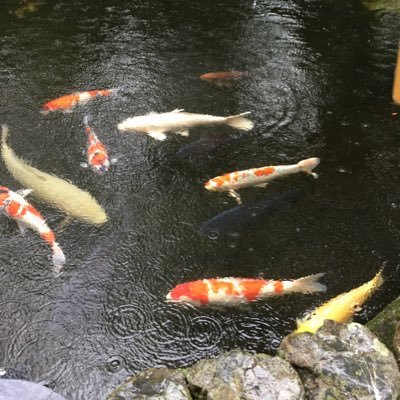 ROTTA98's profile picture. 閲覧専用状態🙏 🙇‍♀️。仕事、お笑い、音楽、カフェ、旅行 子たちとカルチャーの共有で息抜きする。留学 大学受験 母業