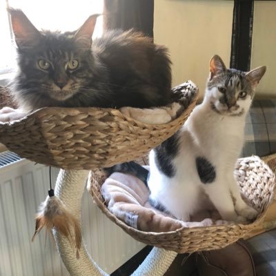 Morgan, a MaineCoon, and Evie, rescued by the lovely people @WARS. Proud to be #Ambassacats for Worcestershire and Associate Members of the #BTPosse