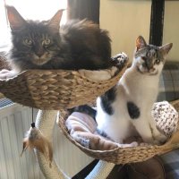Princess Morgan and Lady Evie(@moggymainecoon) 's Twitter Profile Photo