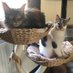 Princess Morgan and Lady Evie (@moggymainecoon) Twitter profile photo Princess Morgan and Lady Evie (@moggymainecoon) Twitter profile photo