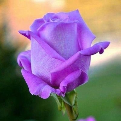 الإيجابية