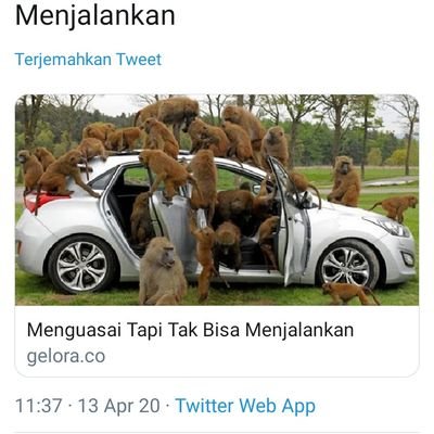 Menguasai tapi dungu