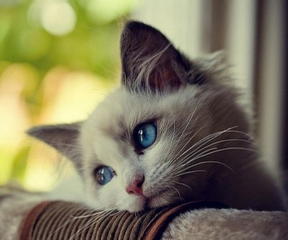 angryland's profile picture. 