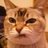 ねこチヤヌのアイコン
