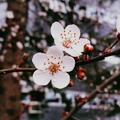 Creciendo hacia la luz como las plantitas🌸