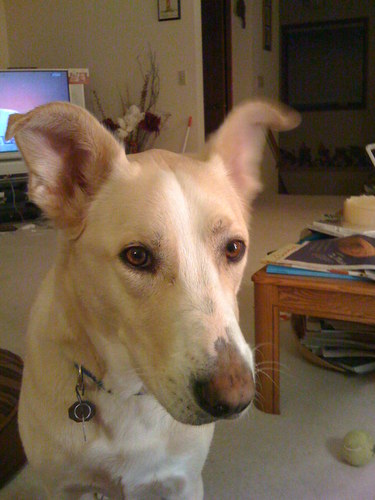 bevss's profile picture. Retired high school English teacher, book lover, golfer, married, pet lover, historical fiction lover; Mariners fan, Seahawks fan.