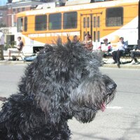 Paul Levitt (@dipsys_pal) 's Twitter Profile