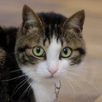 ちびにゃん🐈さいたま (@chibinyan_saita) 's Twitter Profile Photo ちびにゃん🐈さいたま (@chibinyan_saita) 's Twitter Profile Photo
