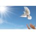 Zajel the Dove (@zajel_dove) Twitter profile photo Zajel the Dove (@zajel_dove) Twitter profile photo