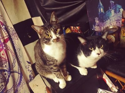 Cdf8ShwEIB871to's profile picture. ネコは愛、可愛い❤️