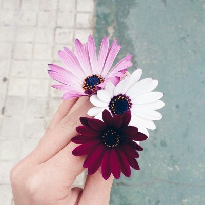 blossomdayys's profile picture. 