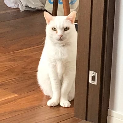 ヨッシーさんのプロフィール画像