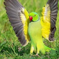 Liberté (@gunnerbb2) 's Twitter Profile