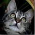 Dotty the Salty Sea Cat (@dottyseacat) Twitter profile photo Dotty the Salty Sea Cat (@dottyseacat) Twitter profile photo