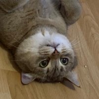 cyr (@ccccahhh) 's Twitter Profile