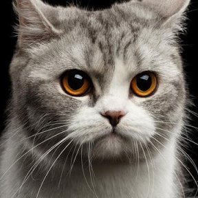 NingMank's profile picture. cih.