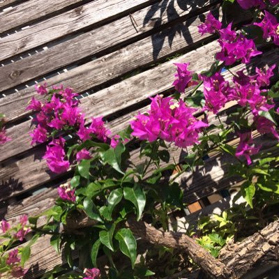 Kobc5NbRm8HeziX's profile picture. 20L1 南の島出身。趣味 ドラマ鑑賞/読書/音楽を聞く(星野源さんが大好きです) 野木さんのドラマに浸りたい。