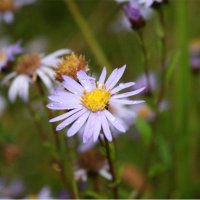 K. Takazoe (@k_takazoe) 's Twitter Profile Photo