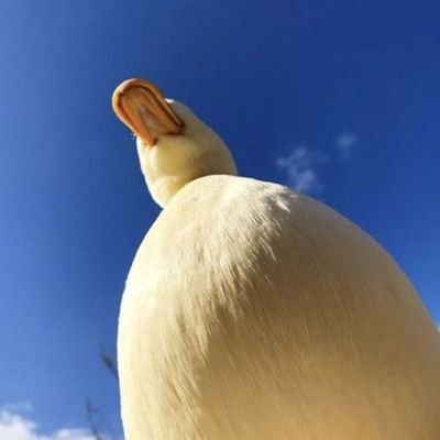 Linan Huangさんのプロフィール画像