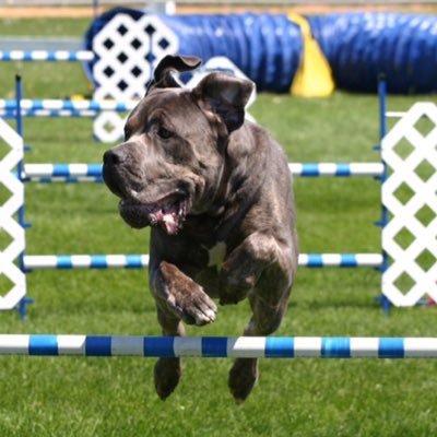 Brenda163121's profile picture. 🐕 Love & train dogs 🐾 Patient Partner - Research, Mental Health, Primary Care, Ethics, Healthcare Communication. 🐾BCPHCResearch Network 🇨🇦 NINET 🇨🇦 TMS