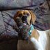 wuf-wuf (@fleckismom) Twitter profile photo wuf-wuf (@fleckismom) Twitter profile photo