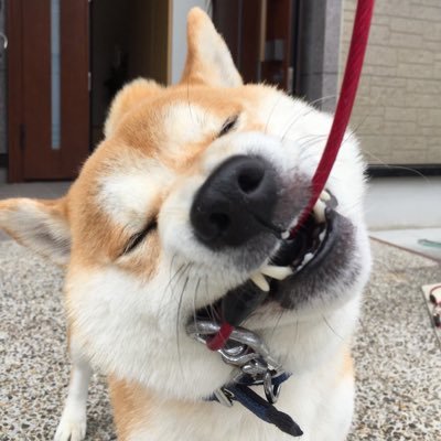 柴犬(2014年9月8日生まれの雄で名前は菊次郎)をこよなく愛する神戸の愛犬家です。 ワンコ以外の事もつぶやきます〜😃。無言のフォローお許しくださいね。Twitter初心者🔰です。