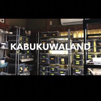 KABUKUWALAND カブクワランド まったりカブクワライフ (@kabukuwaland) Twitter profile photo