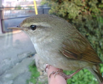 t_ranta's profile picture. 千葉県在住のウチナーンチュ（沖縄人）。  城跡やグスク巡りが趣味で、主にそれらについて呟いています。時々身の回りやニュースについても呟いています。原則的にフォロー返しはしておりますが、アカウントを見た結果見合わせる事もあります。また初見様とのDMのやり取りはご遠慮したいのでご了承下さい。