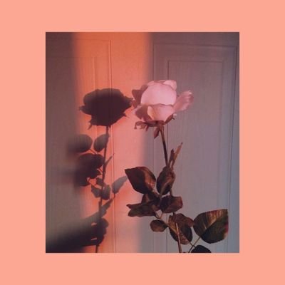 CRosetea's profile picture. Just a cup of rosé tea