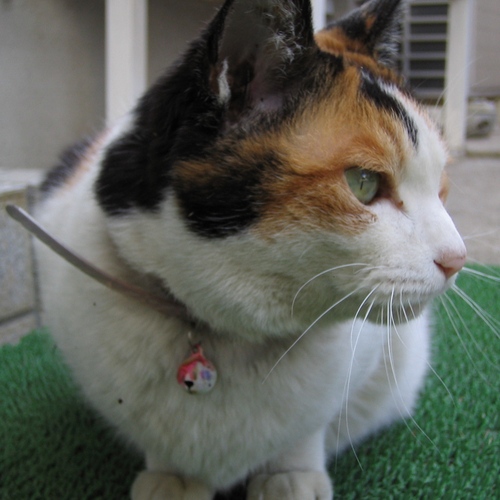 nyaronosuke's profile picture. ローレベルプログラマ